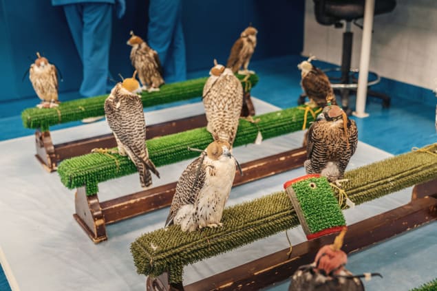 Falcon Hospital di Abu Dhabi